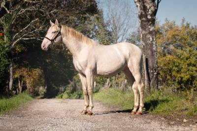 Caballo entero PRE Pura Raza Española En venta 2023 Perlino por ODIN ONIX
