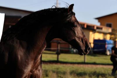 Cavallo p.r.e.
