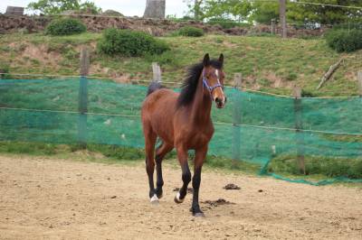 Colt selle français for sale 2022 dark bay