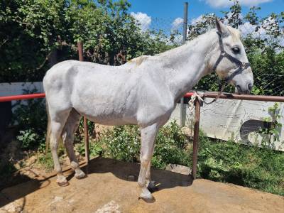 Vendo caballo con doma