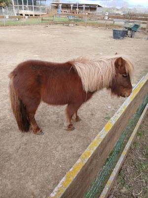 Mini shetland