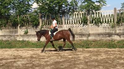 Cavalla araba