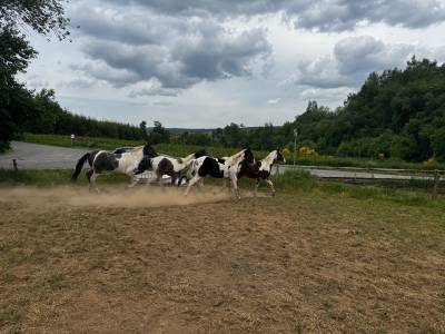 A vendre : poulains et pouliches