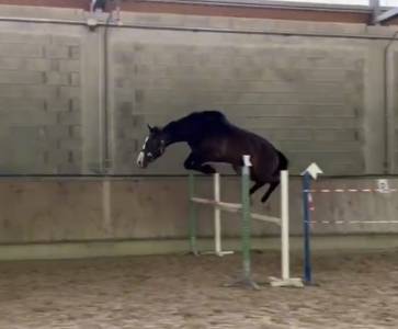 Cheval de sport 