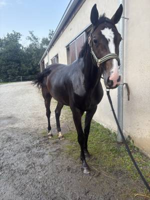 Cheval de sport
