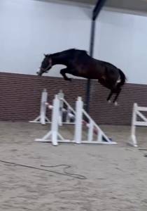 Cheval de sport 