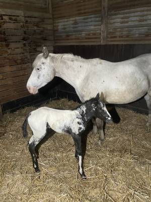 Pouliche appaloosa