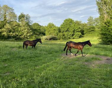 Pension chevaux