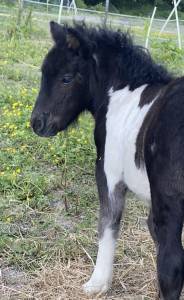 Pouliche shetland pleins papiers 