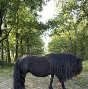 Ponette shetland pleins papiers 