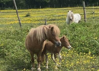 Ponette shetland pleins papiers suitée