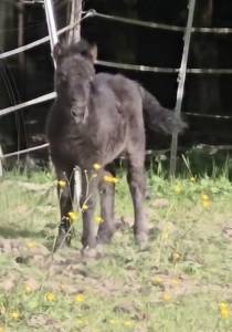 Poulain shetland pleins papiers