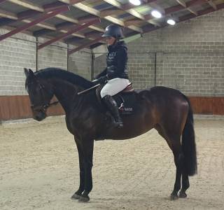 Belle et gentille jument top origine pour jumpingmping 