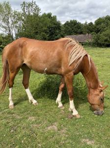 Pouliche 2 ans wpb taille cheval