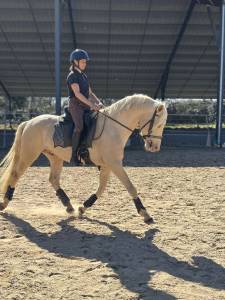 étalon de sport espagnol champagne 13 ans