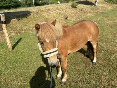 Gelding Shetland Pony For sale 2019 Chesnut