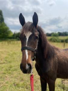 Poulain de 1ans candy/flipper