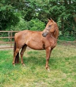 Ponette connemara part bred 5 ans