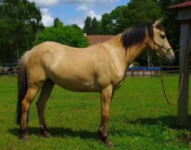Janus, très rare spanish mustang
