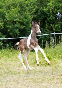 Poulain sf par ieldorado van de rib (x balou du rouet)