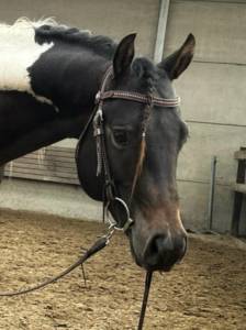 Entier paint horse