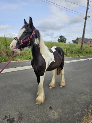Poulain irish cob