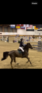 Cavallo francese salto ostacoli