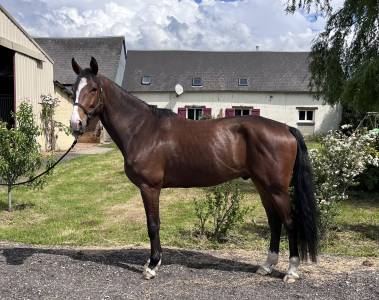 Hongre de 4 ans sf