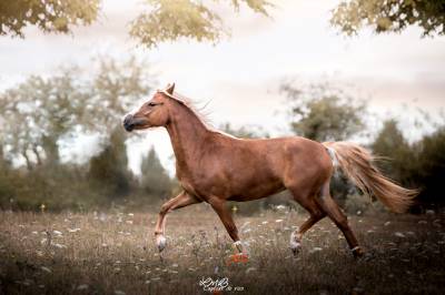 Ponette dartmoor 5 ans