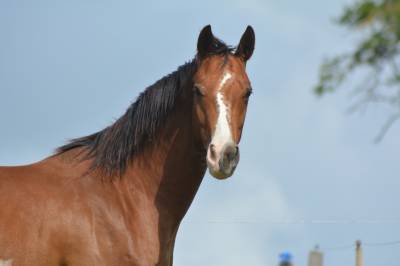 Hongre dressage/hunter