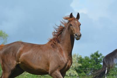 Jument oldenbourg dressage/hunter