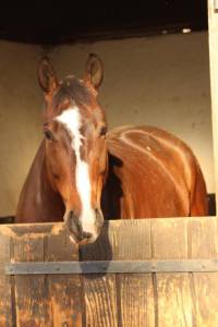 Cheval d une vie !