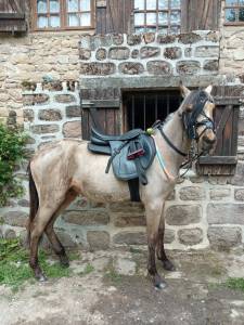 Jeune poney entier 