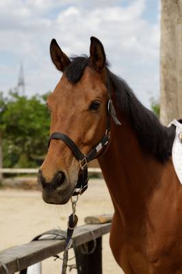 Caballo angloárabe con potencial