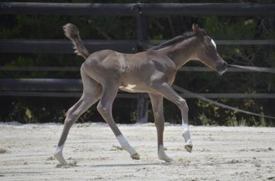 Poulain cheval etalon arabe dsa 98.5% noir homozygote