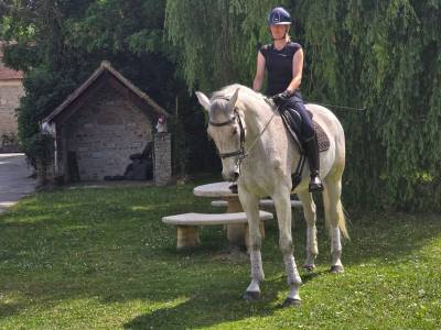Hongre kwpn de dressage - niveau confirmé - 10 ans