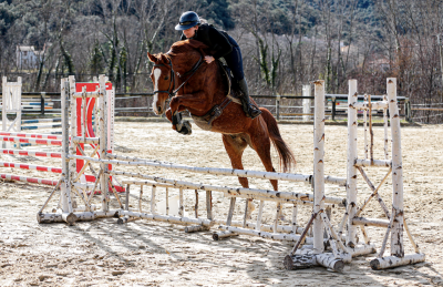Hongre 6 ans , pour cso / cce, 1m60