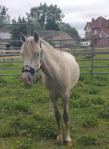 Poney hongre welsh part-bred 3 ans taille b