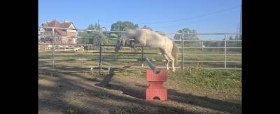 Poney hongre welsh part-bred 3 ans taille b