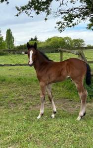 Superbe foal par el barone, famille performante 150