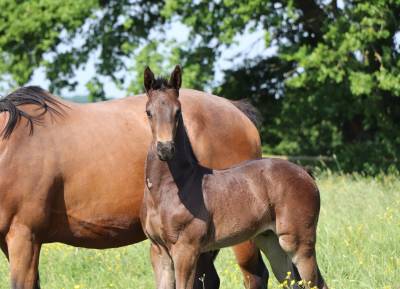 Magnifique foal par joker d'euskadi, famille sur 150