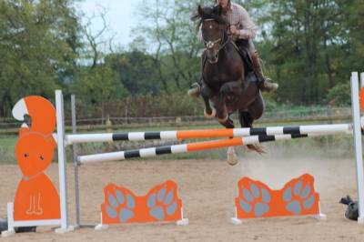 Vends poney origine constaté type welsh cob