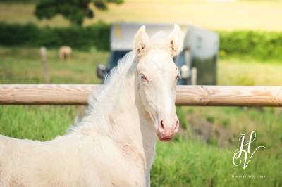 Puledro lusitano in vendita 2025 crema ,  ouro jlc