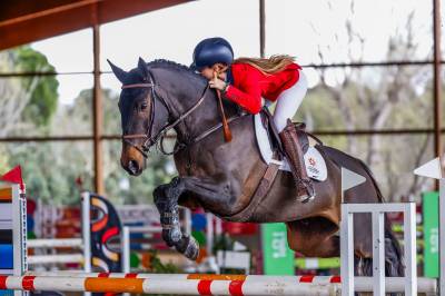 Caballo castrado 2017