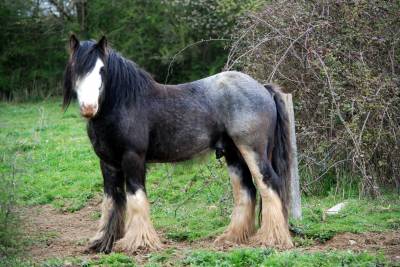 Poulains irish cob traditionnels