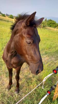 Loulou d'haizé, pottok 4 ans