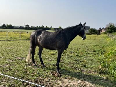 Cheval de 6 ans
