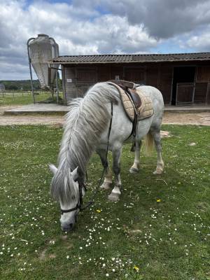 Poney pour club