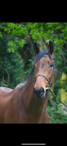 Hongre de 4 ans à vendre 