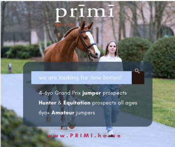 Searching for of horses for our next sale!